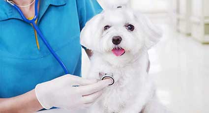 Cardiologie veterinara