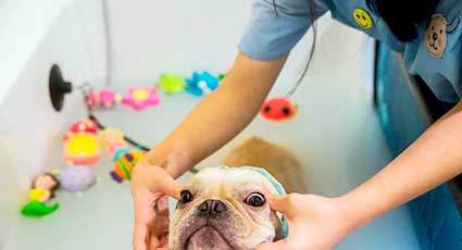 Igienizare corporala - proceduri veterinare
