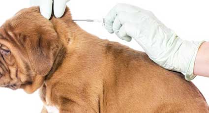 Microcipare - proceduri veterinare