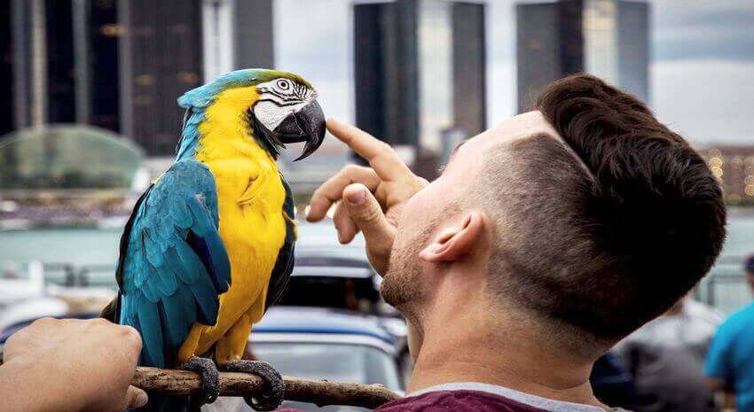 Vaccinarea papagalilor