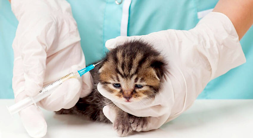 Vaccin pisica