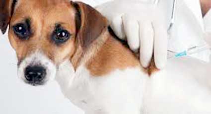 Vaccinare - proceduri veterinare